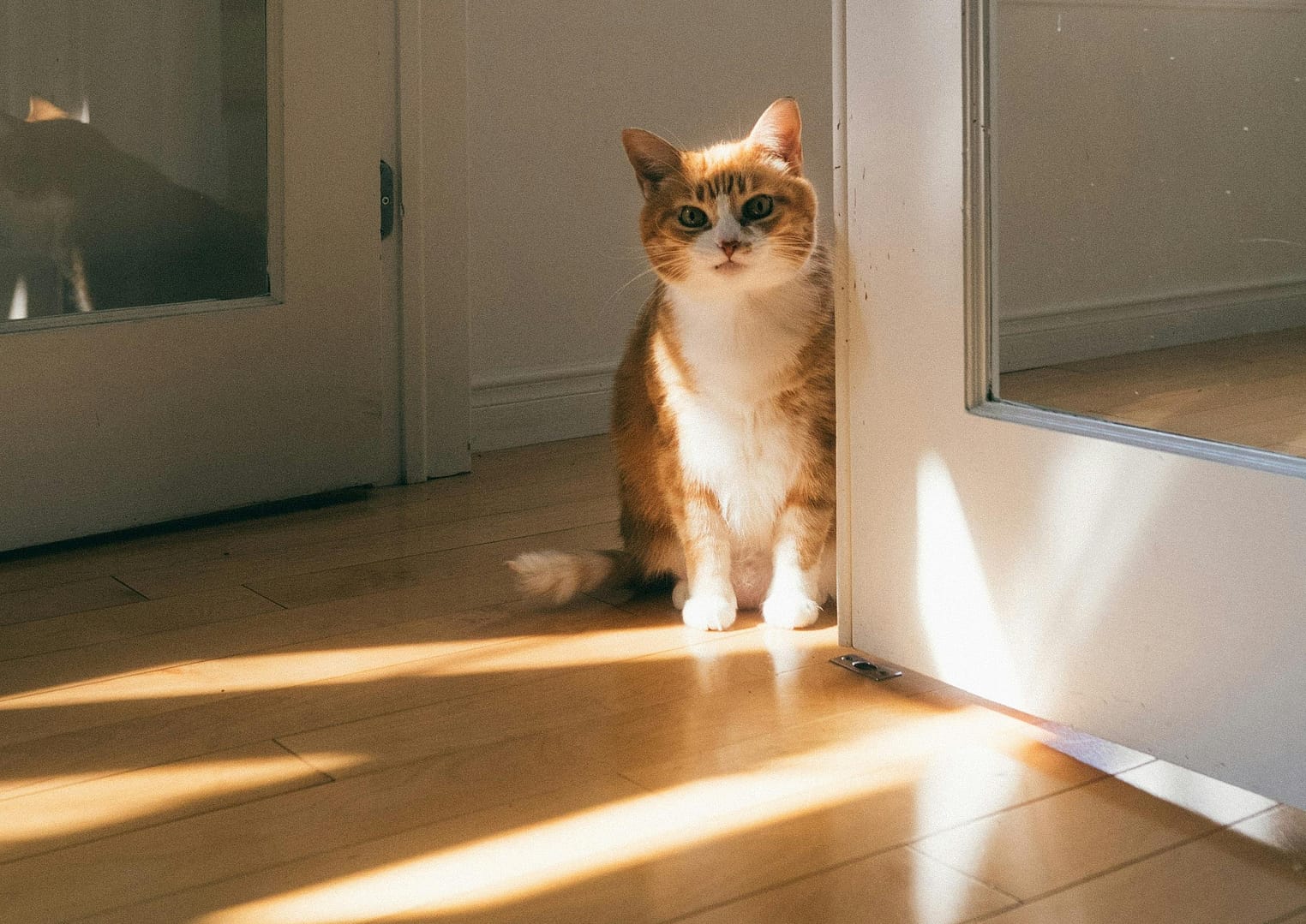 Parkiet a alergie – czy podłoga drewniana jest zdrowa dla alergików?