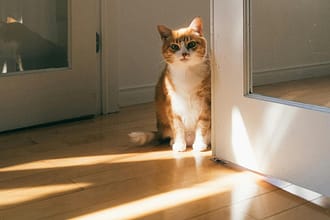 Parkiet a alergie – czy podłoga drewniana jest zdrowa dla alergików?